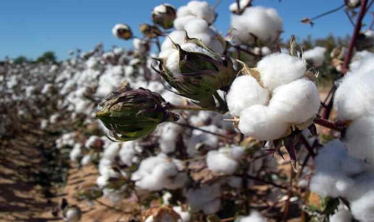 A looming crisis in cotton research | Political Economy