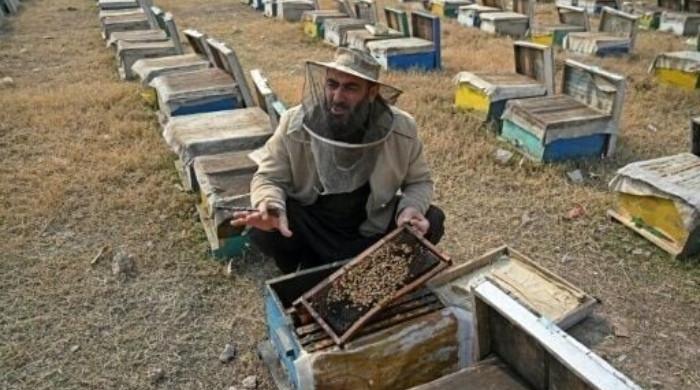 Beekeepers broaden flower hunt amid changing conditions