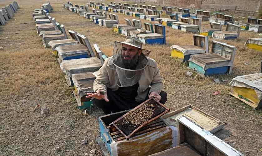 Bees in peril | Political Economy