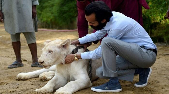 Big cats of Instagram: Pakistani elite's love of exotic wildlife