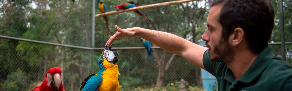 Birds learn how to fly again at Brazil rehab center