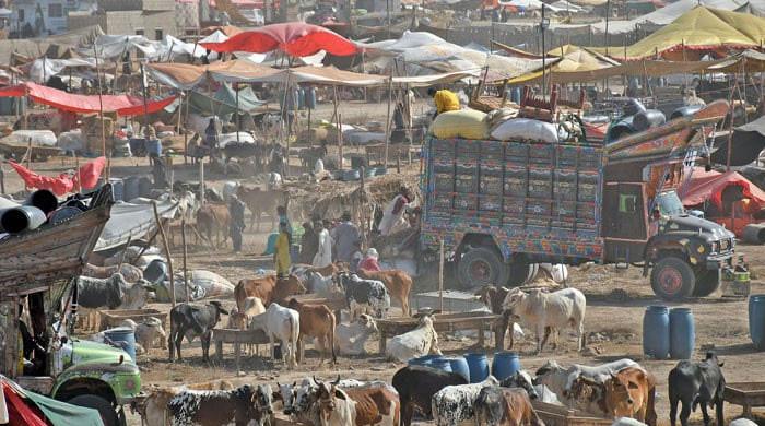 Cattle market sees sharp decline in sacrificial animal sales 1 Cattle market sees sharp decline in sacrificial animal sales
