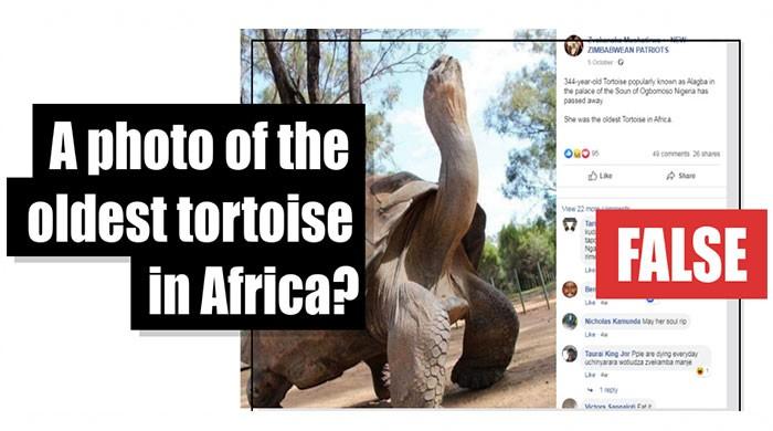 Fact-check: A photo of the oldest tortoise in Africa?