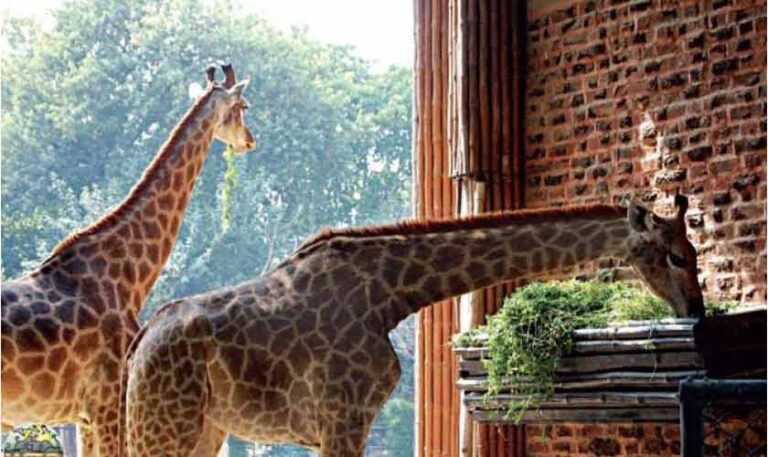 Giraffes are not spare parts | Political Economy