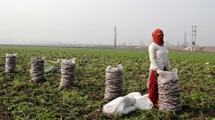 India budget opts for economic sugar rush over reform