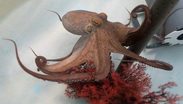 Octopus boom triggers ‘perfect storm’ for Britain’s shellfish trade