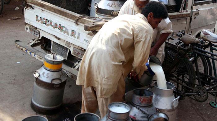 PDA says reducing tax on packaged milk to 5pc could cut retail price by Rs50 per litre