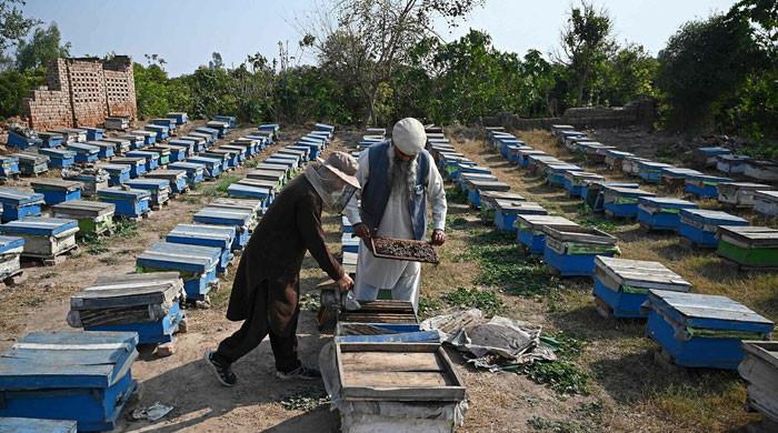 Plan B: Pakistan beekeepers widen pursuit of flowers