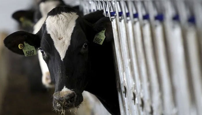 Smallholder dairy farms remain crucial to rural economy