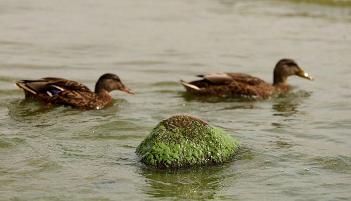 UK’s largest lake struggles with algae bloom