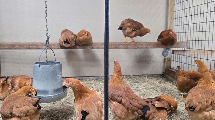 US households raise chickens at home amid rising egg prices