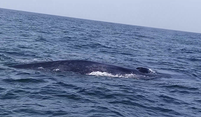 Unusual sighting: Gigantic blue whale along with calf filmed off Churna Island