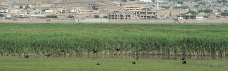 War-torn Kabul becomes a protected site for migratory birds