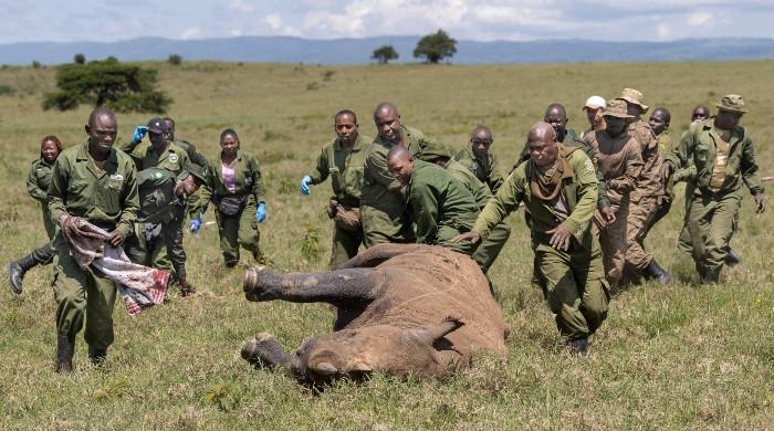 What it takes to move a two-tonne rhino