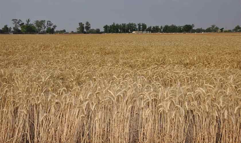 Why wheat production matters | Political Economy