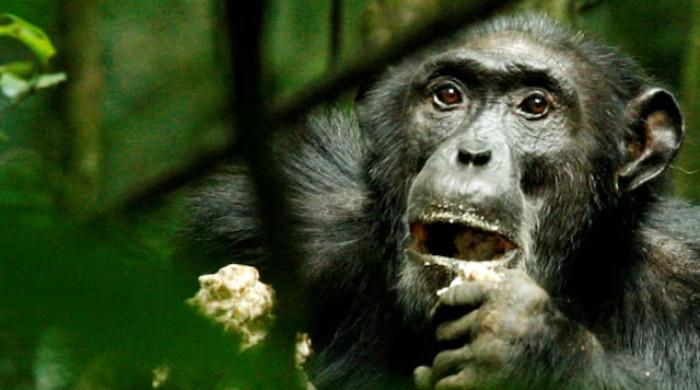 Wild chimpanzees adapt genetically to different habitats